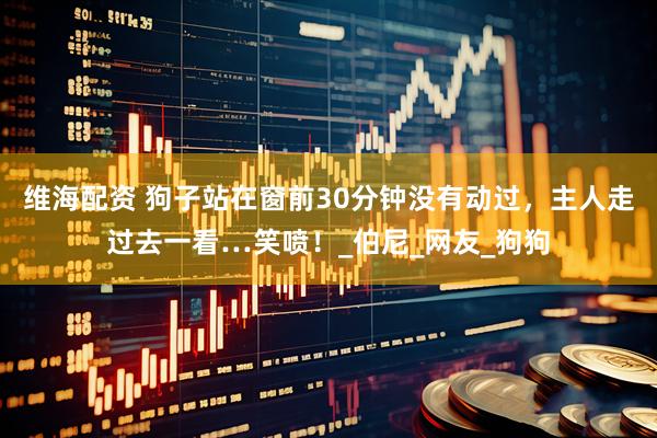 维海配资 狗子站在窗前30分钟没有动过，主人走过去一看…笑喷！_伯尼_网友_狗狗